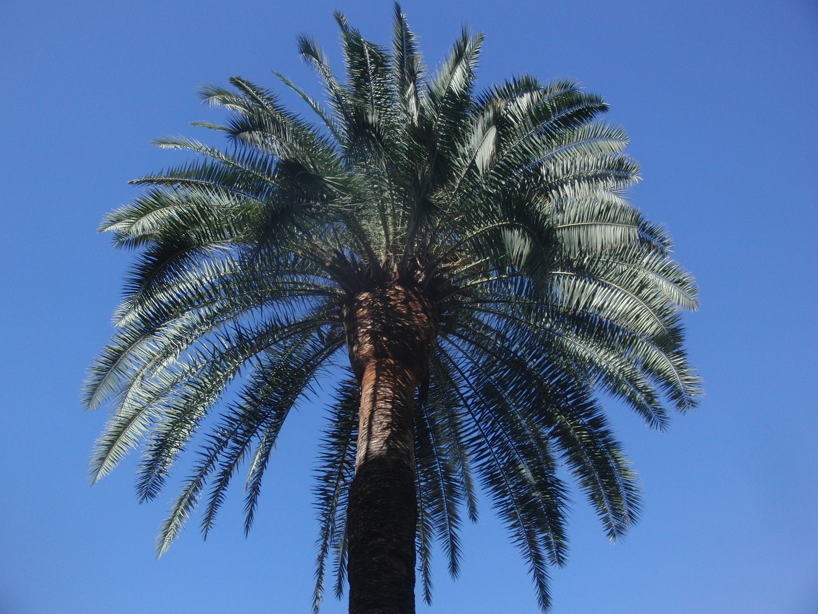2020-04-03_Corona-Predigt