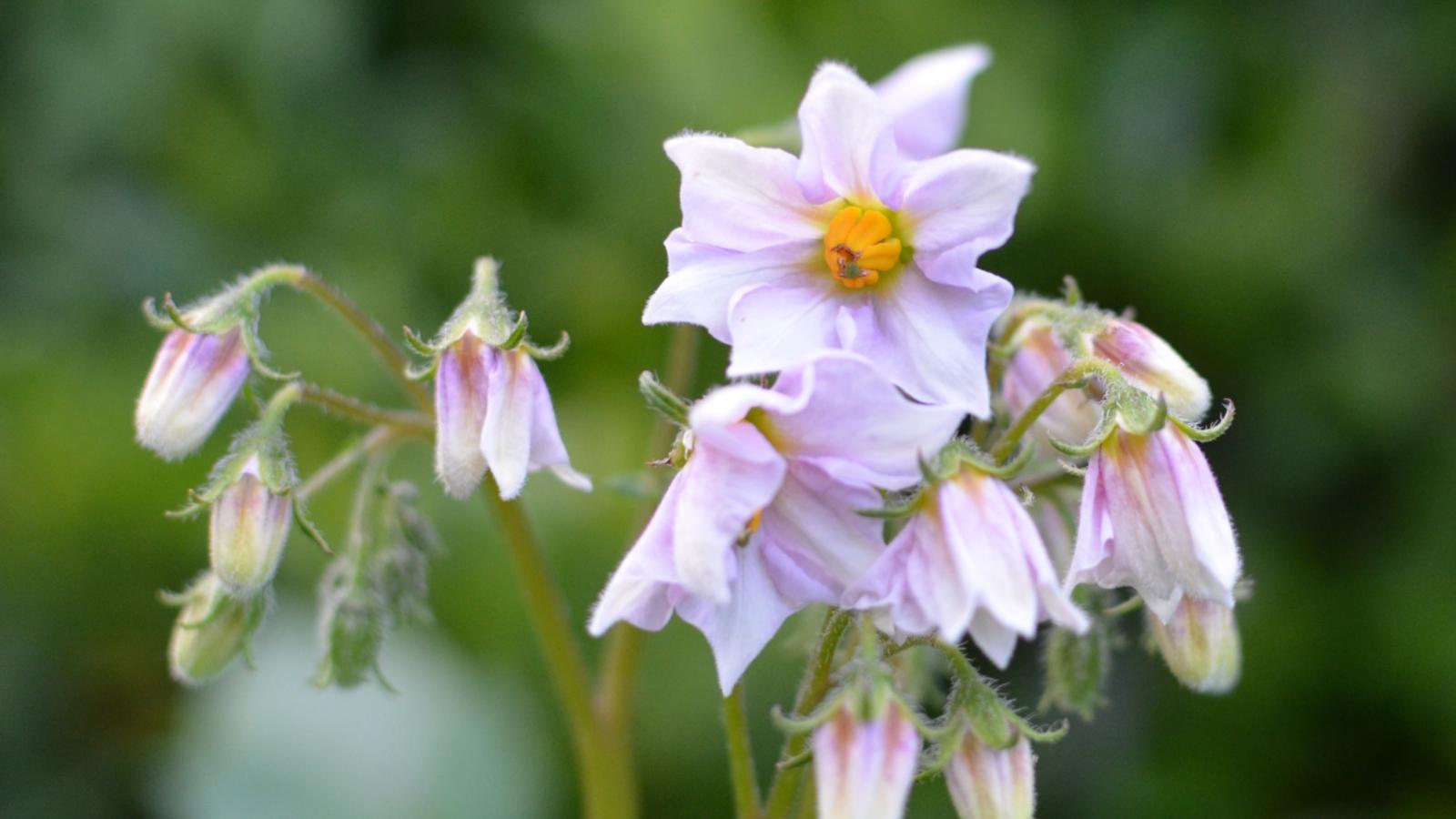 Kartoffelaktion 2021